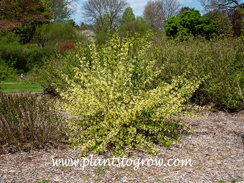 Canary Weigela (Weigela subsessilis)
(late April)